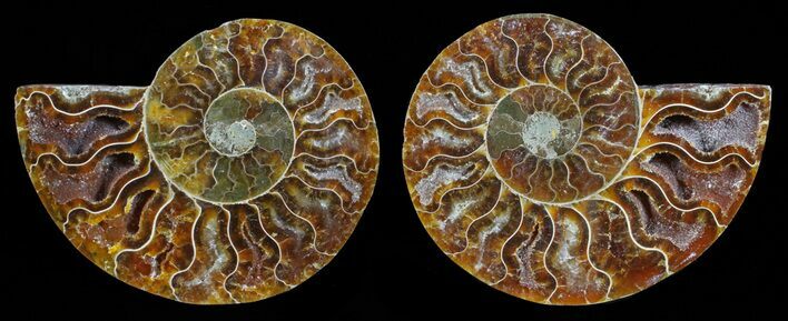 Polished Ammonite Pair - Agatized #59438